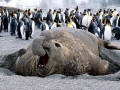 Emperor Penguin