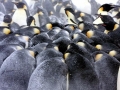 Emperor Penguin