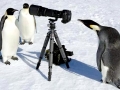 Emperor Penguin