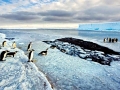 Emperor Penguin
