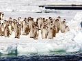 Emperor Penguin