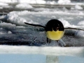 Emperor Penguin
