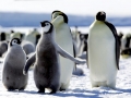 Emperor Penguin