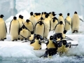 Emperor Penguin