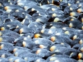 Emperor Penguin