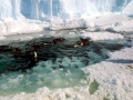 Emperor Penguin