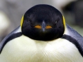Emperor Penguin