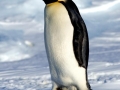Emperor Penguin