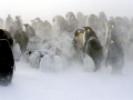 Emperor Penguin