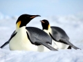 Emperor Penguin
