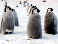 Emperor Penguin