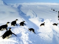 Emperor Penguin
