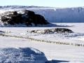 Emperor Penguin