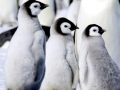Emperor Penguin