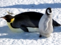 Emperor Penguin