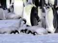 Emperor Penguin