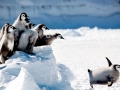 Emperor Penguin
