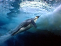 Emperor Penguin