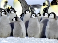 Emperor Penguin