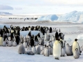 Emperor Penguin