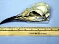 Emperor Penguin