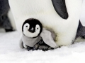 Emperor Penguin