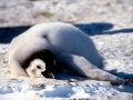 Emperor Penguin