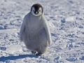 Emperor Penguin