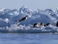 Emperor Penguin