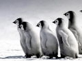 Emperor Penguin