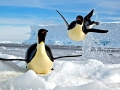 Emperor Penguin