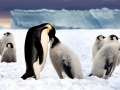 Emperor Penguin