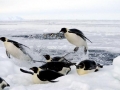 Emperor Penguin