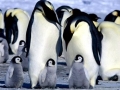 Emperor Penguin