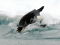 Emperor Penguin
