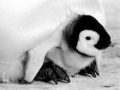 Emperor Penguin