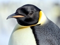 Emperor Penguin
