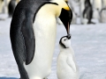Emperor Penguin