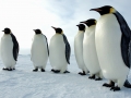 Emperor Penguin