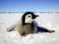 Emperor Penguin