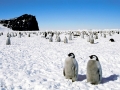 Emperor Penguin