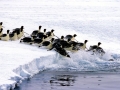 Emperor Penguin