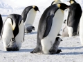 Emperor Penguin