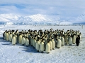 Emperor Penguin