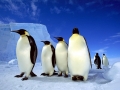 Emperor Penguin