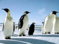 Emperor Penguin