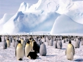 Emperor Penguin
