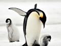 Emperor Penguin
