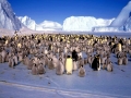 Emperor Penguin
