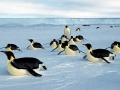 Emperor Penguin